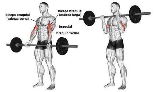 Curl Biceps con Barra