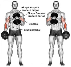 Curl Biceps Martillo