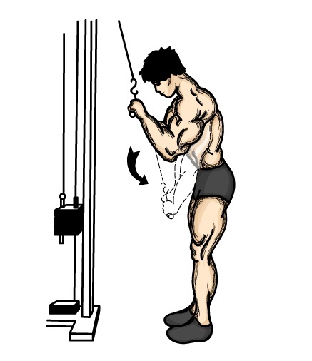 triceps con polea